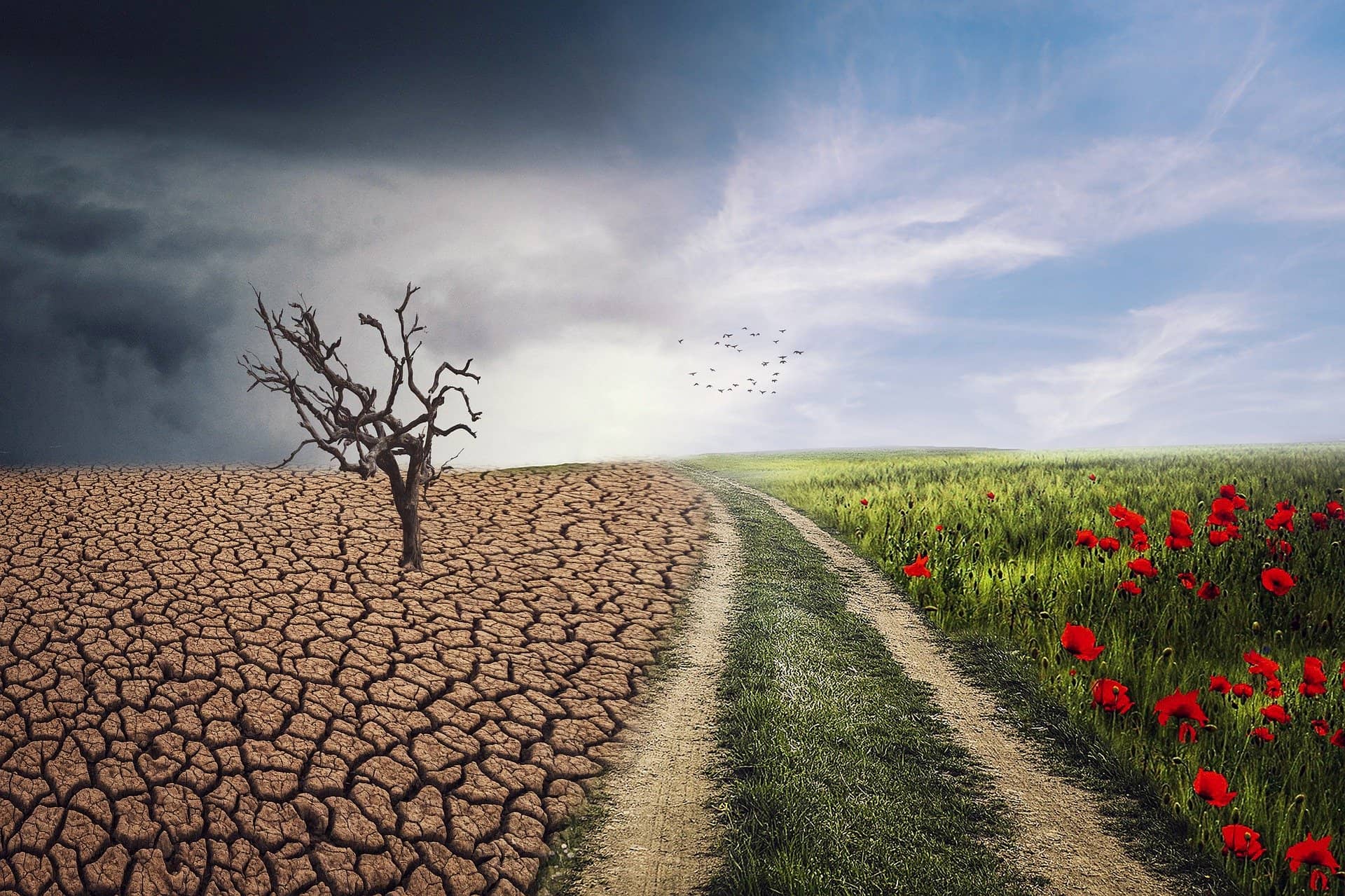 image showing the horror of climate change on a field or the benefit of reducing CO2 and restoring the balance of nature