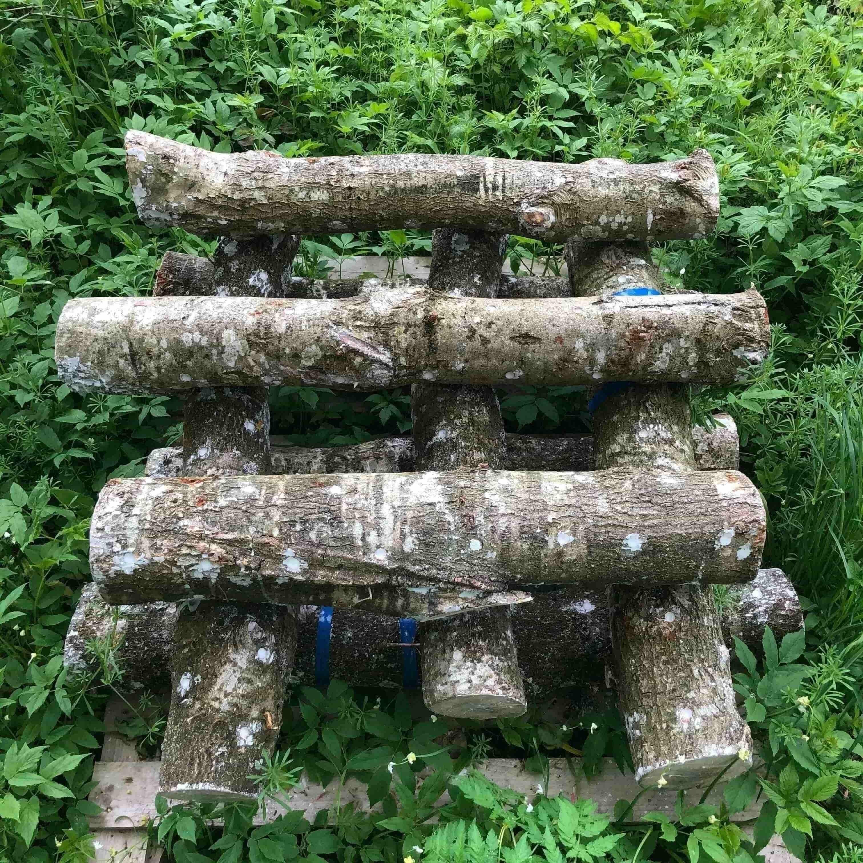Outdoor Mushroom Growing Logs