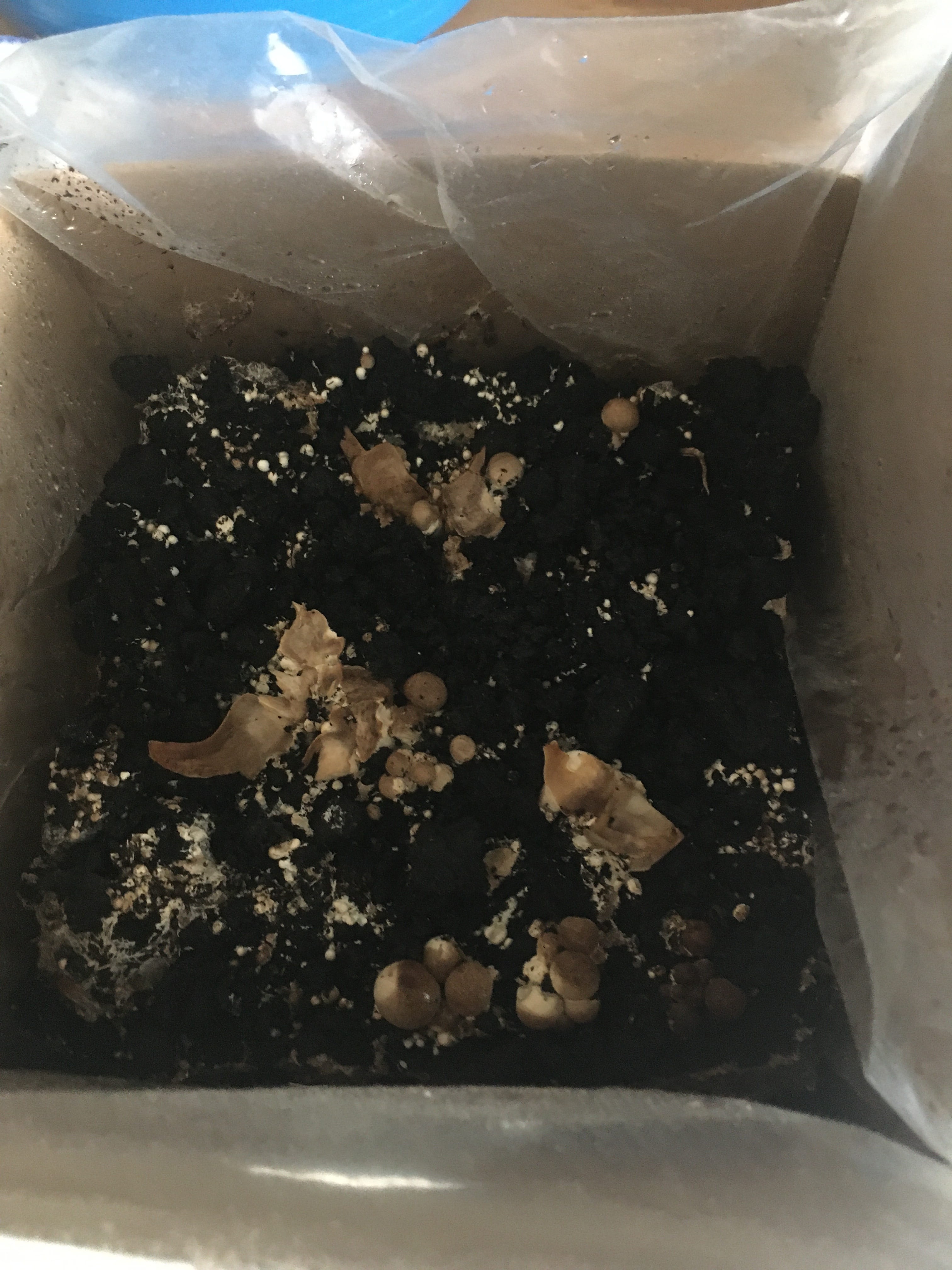 Mushroom root left behind in the topsoil which needs to be removed