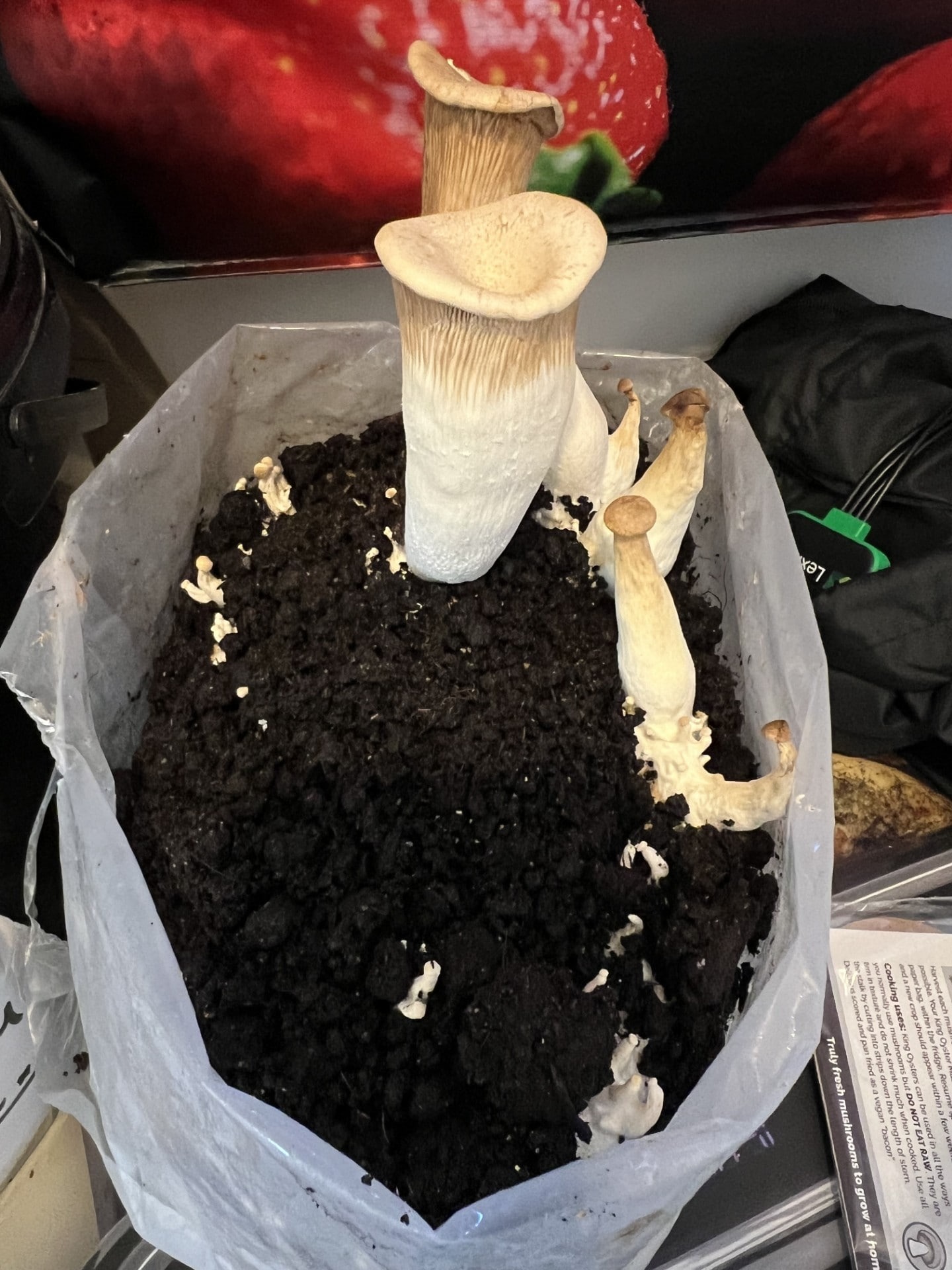 Elongated mushroom stem from poor FAE