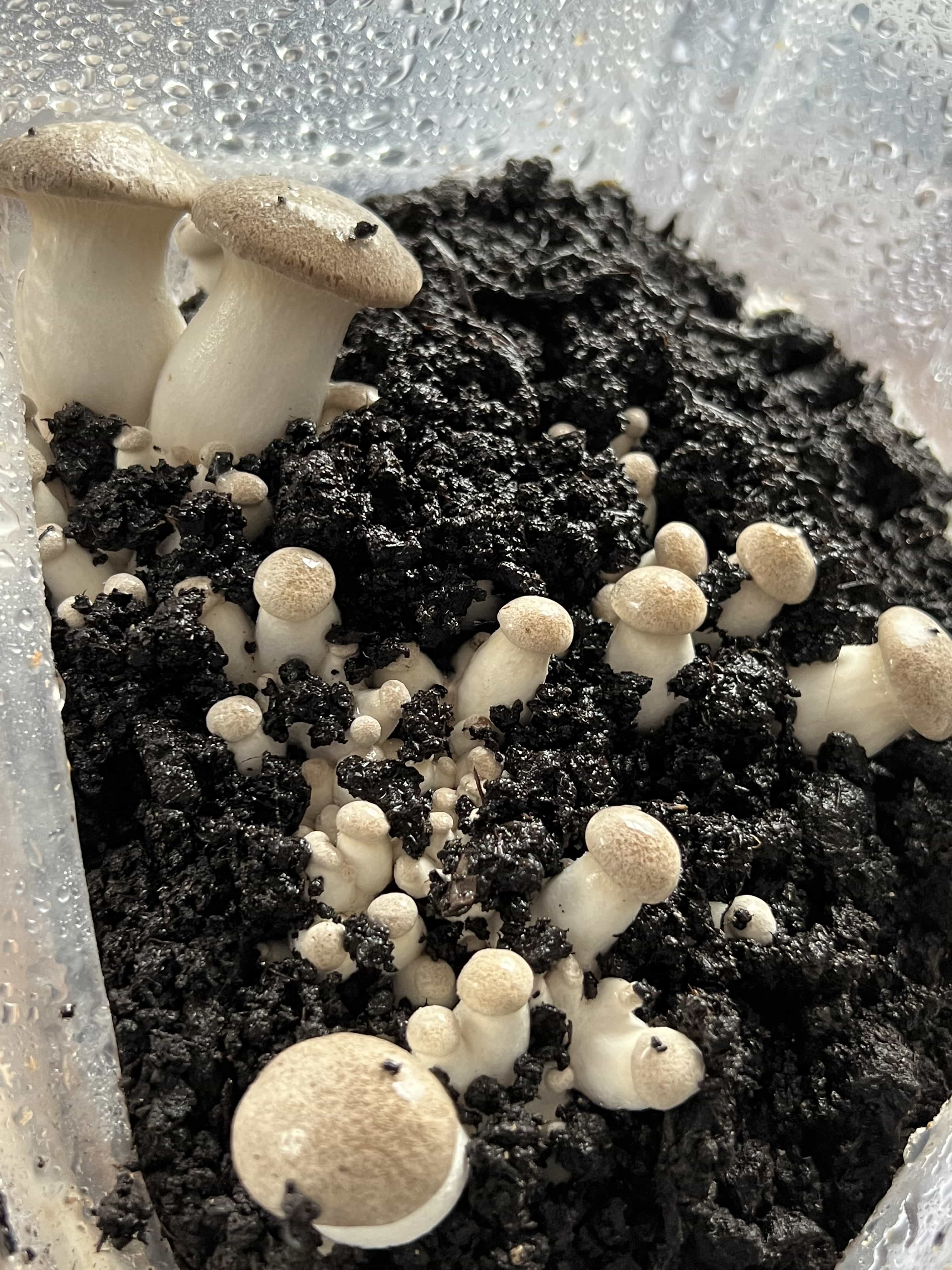 King Oyster Pin Formation