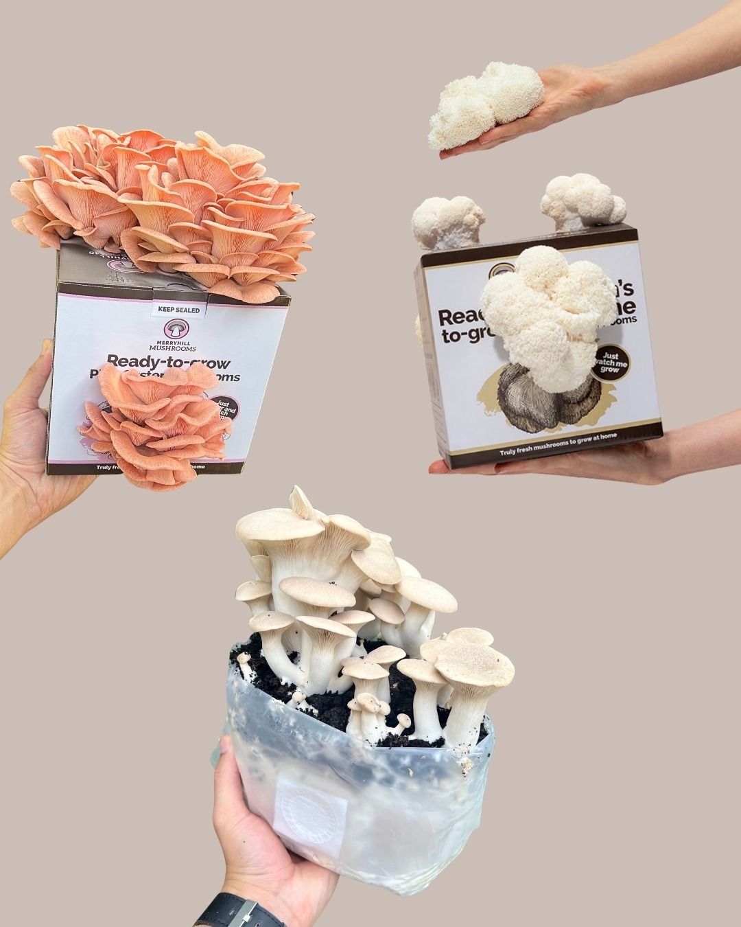 The full range of Merryhill Mushrooms ready growing kit varieties