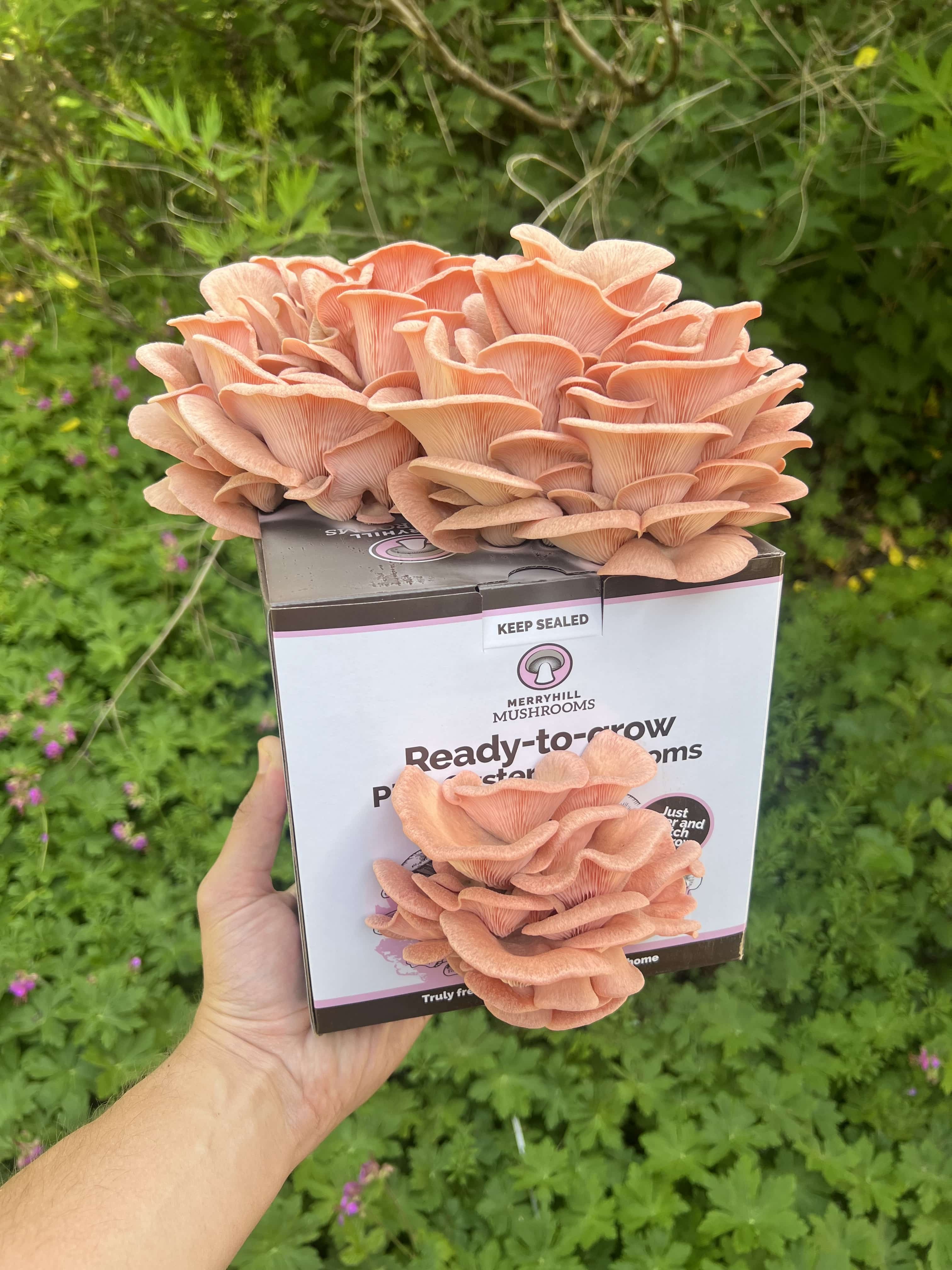 Successful growing pink oyster grow kit