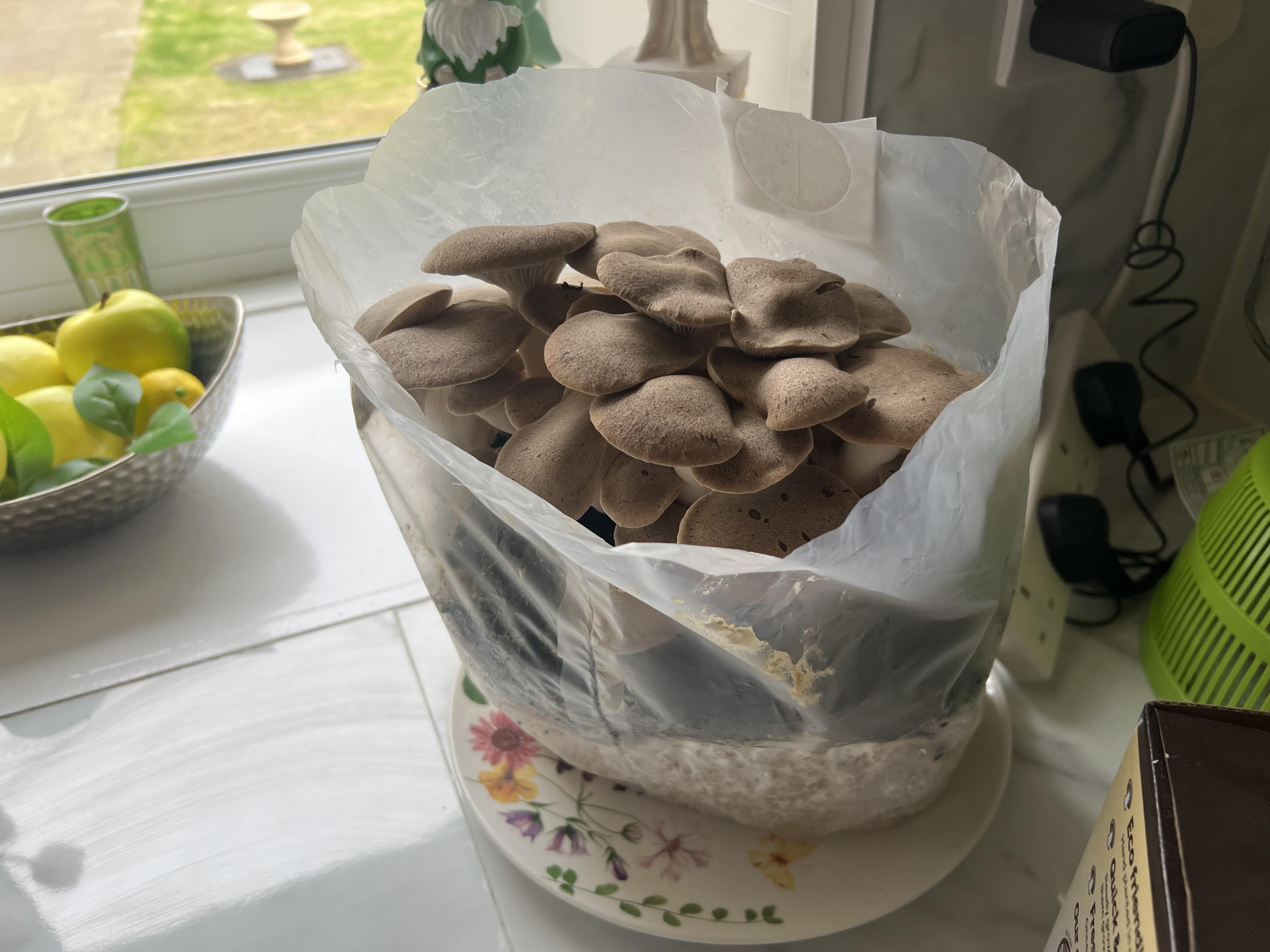 Mature King Oysters Ready for Harvest