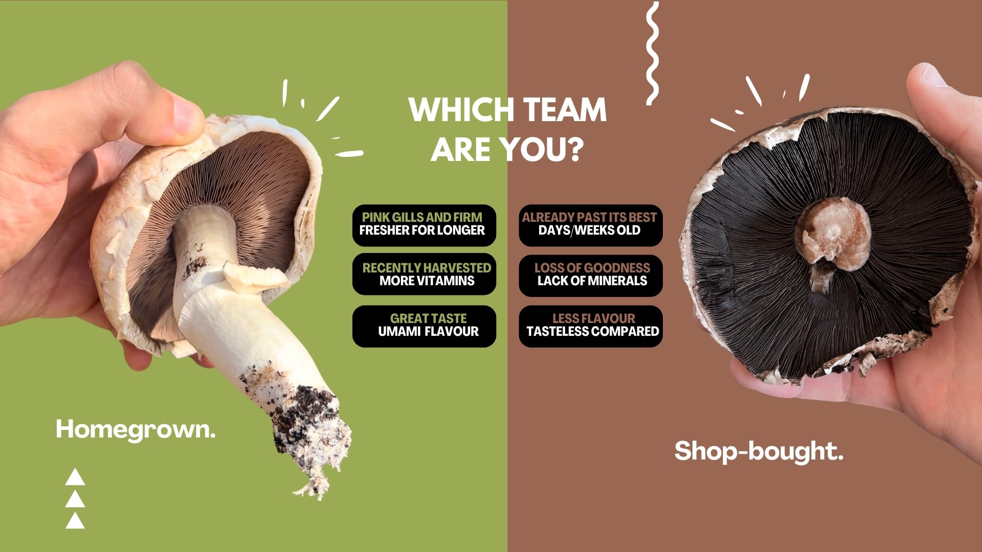 Homegrown / Shop-bought mushroom comparison
