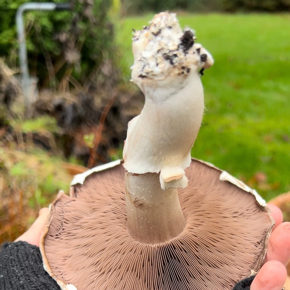 A picked mushroom held in hand showing the white root clump still attached to the base of the stem