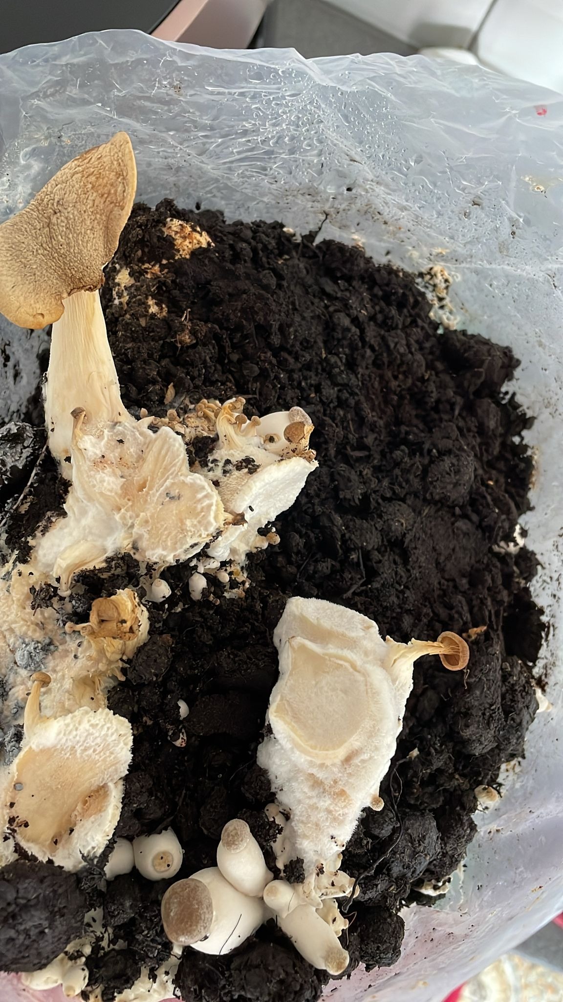 Troubleshooting: debris on topsoil