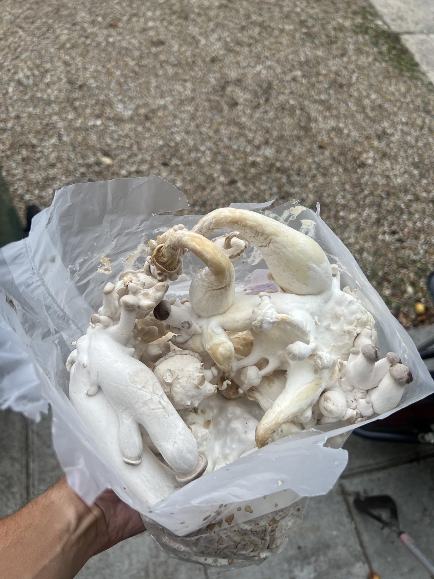 deformed king oyster mushroom