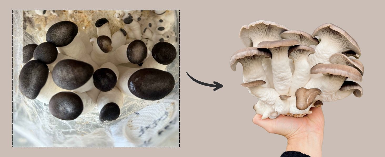 Black Pearl Oyster mushroom clusters showing dark slate-grey caps in various stages of maturity
