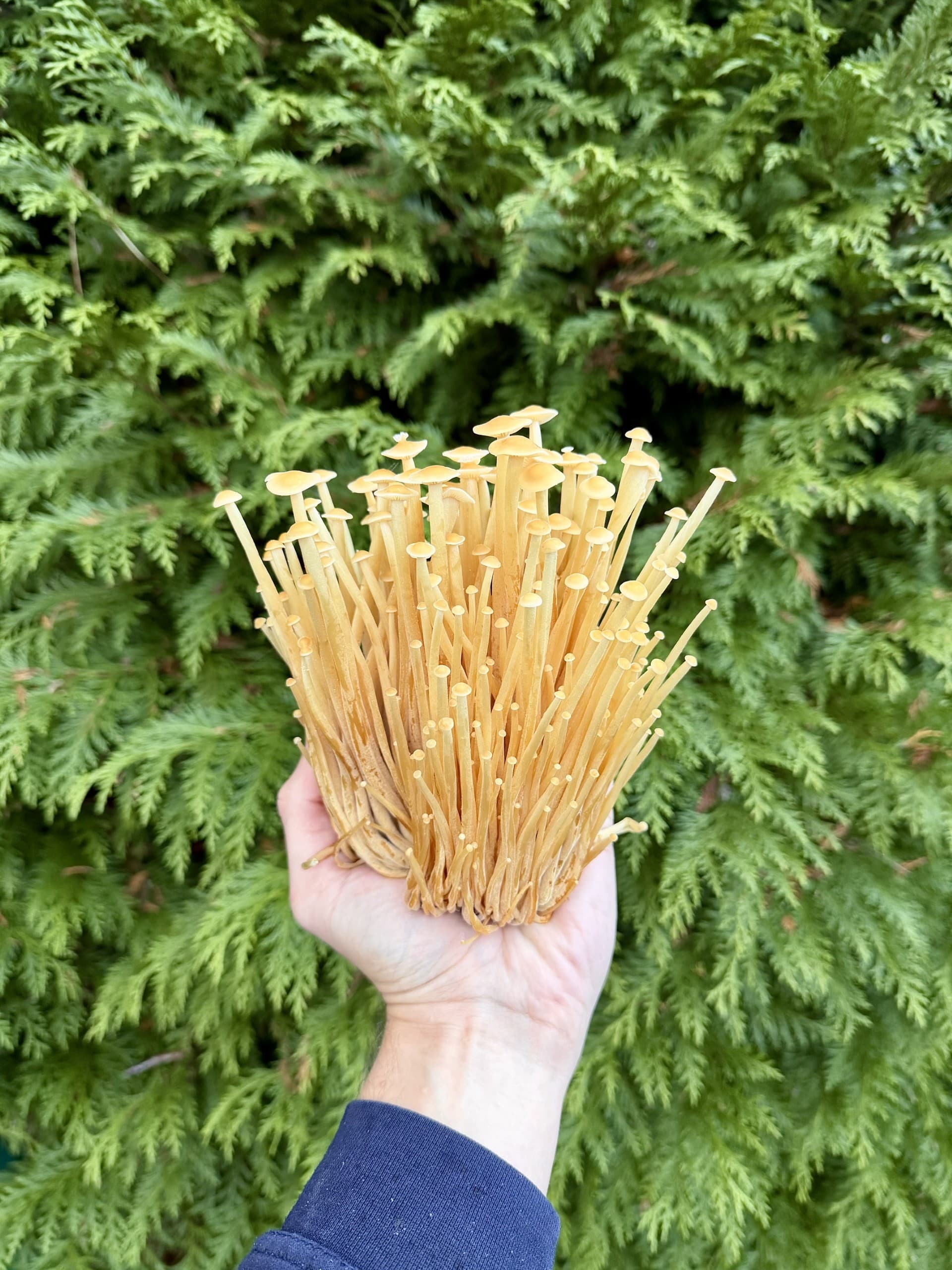 Golden Enoki mushrooms growing
