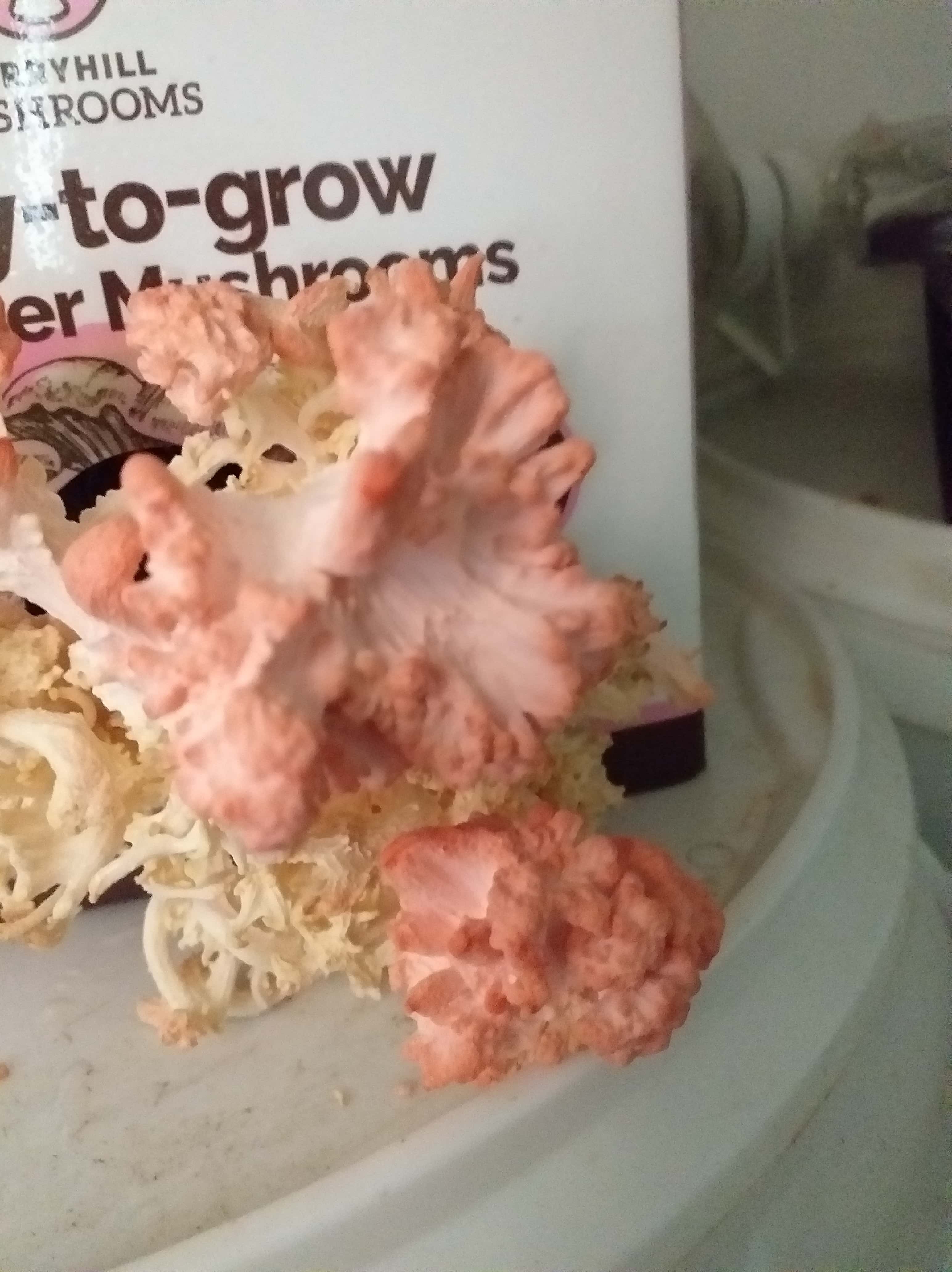 Deformed Pink Oyster Mushroom from suffocation