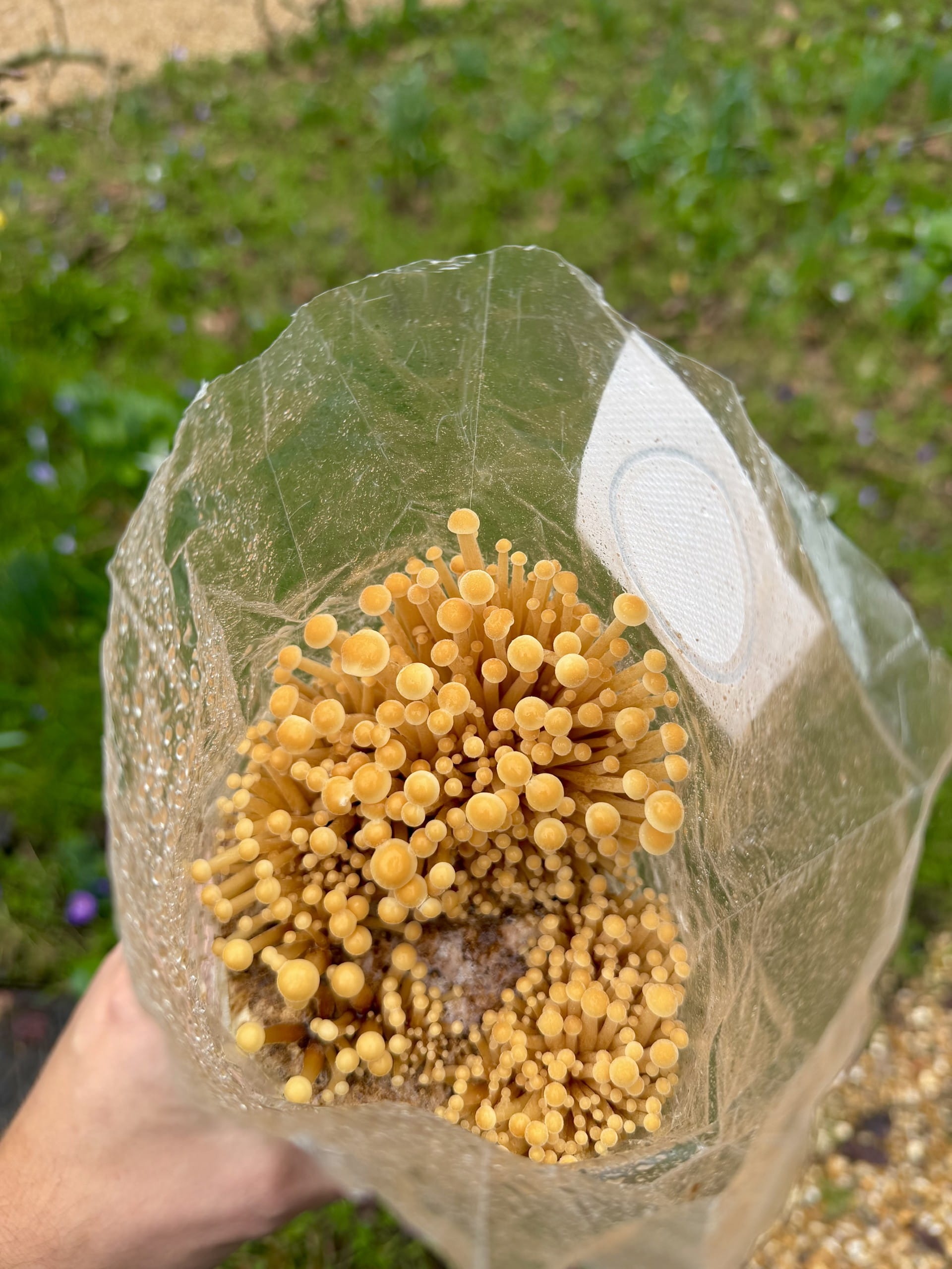 Golden Enoki Mushrooms