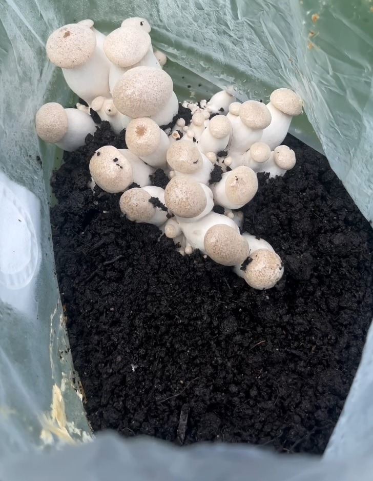 Healthy Pin Formation