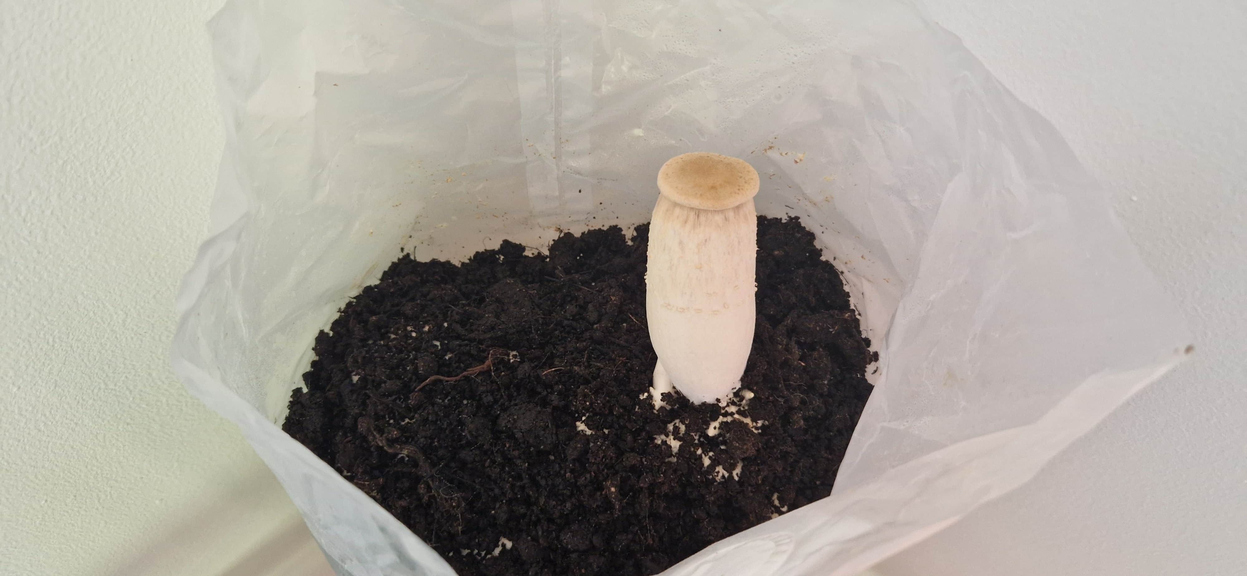 Troubleshooting: Thin Stems Issue