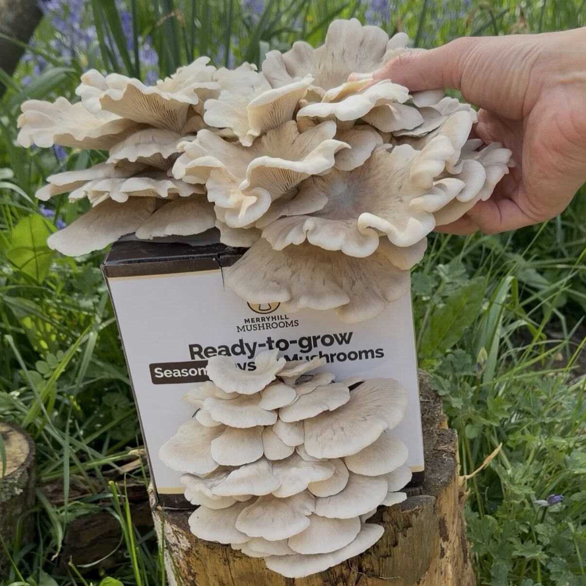 Summer Oyster Mushrooms being picked