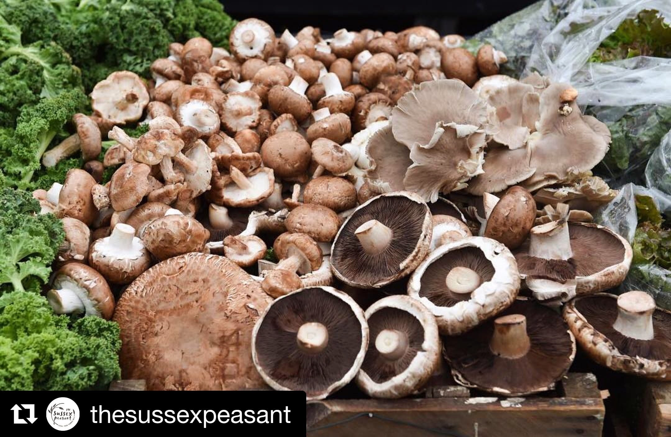 Fresh Shiitake mushrooms grown by Merryhill Mushrooms