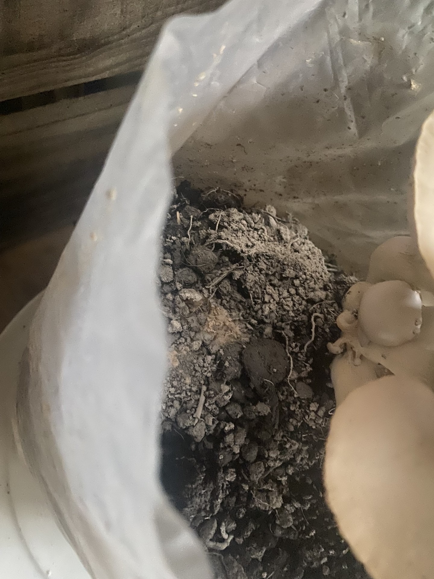 Troubleshooting: White spores on topsoil