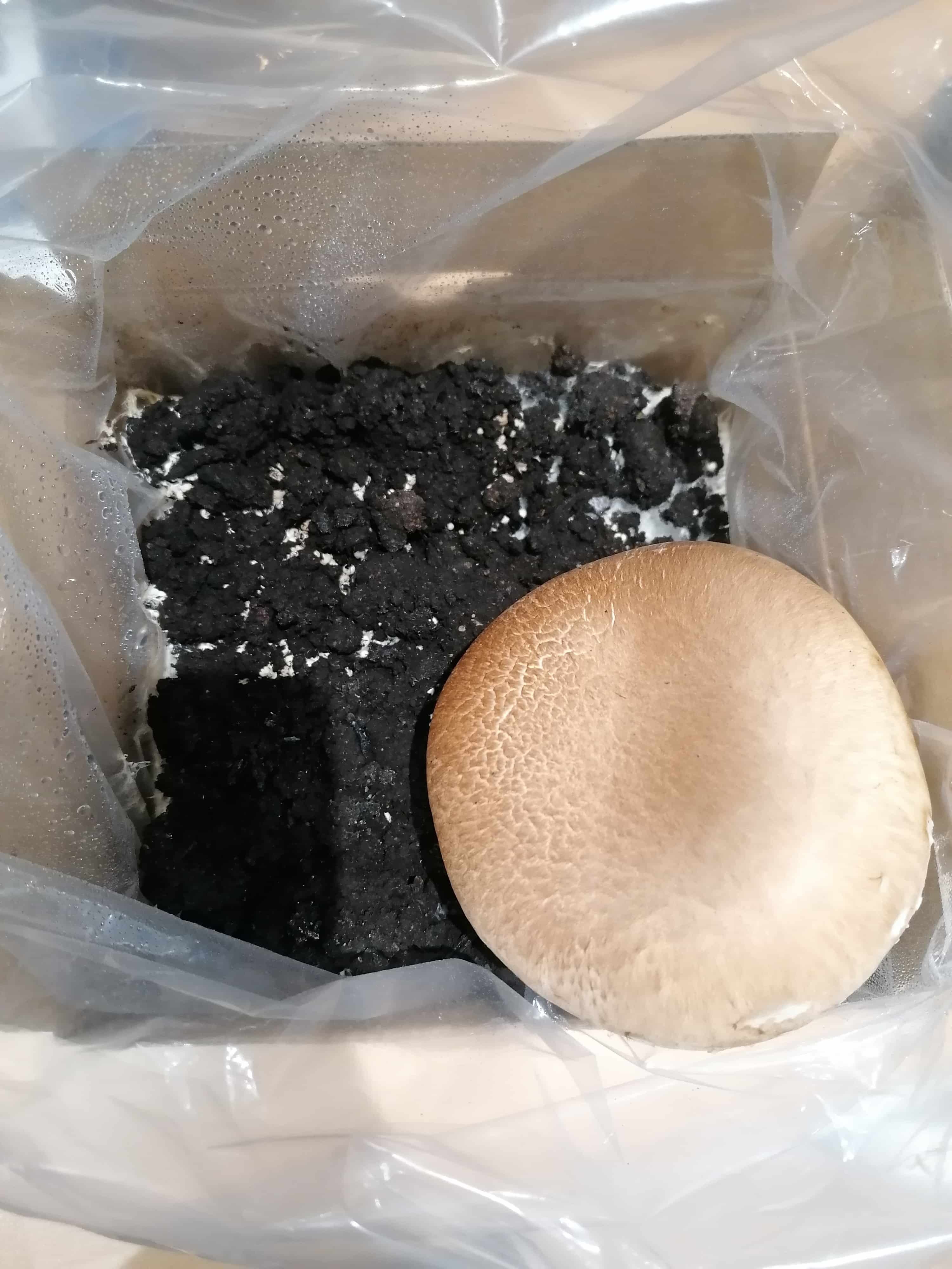 A single pre crop mushroom growing from a Chestnut or White mushroom kit