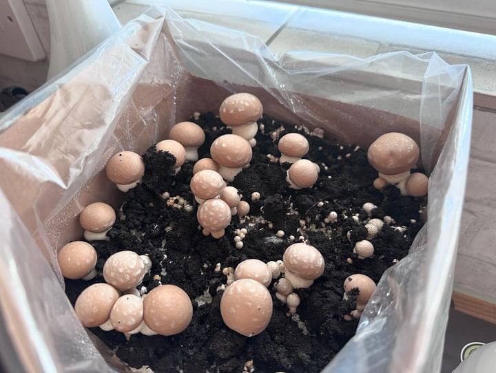 Chestnut Mushroom kit Pinning