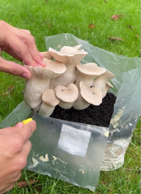 Proper King Oyster Harvesting Technique