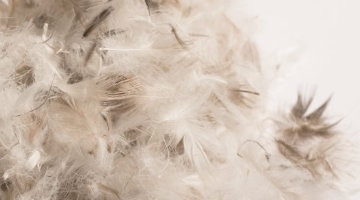 Feather & Down