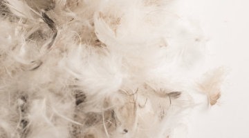 Down & Feather