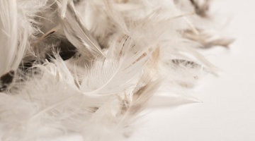 Feather